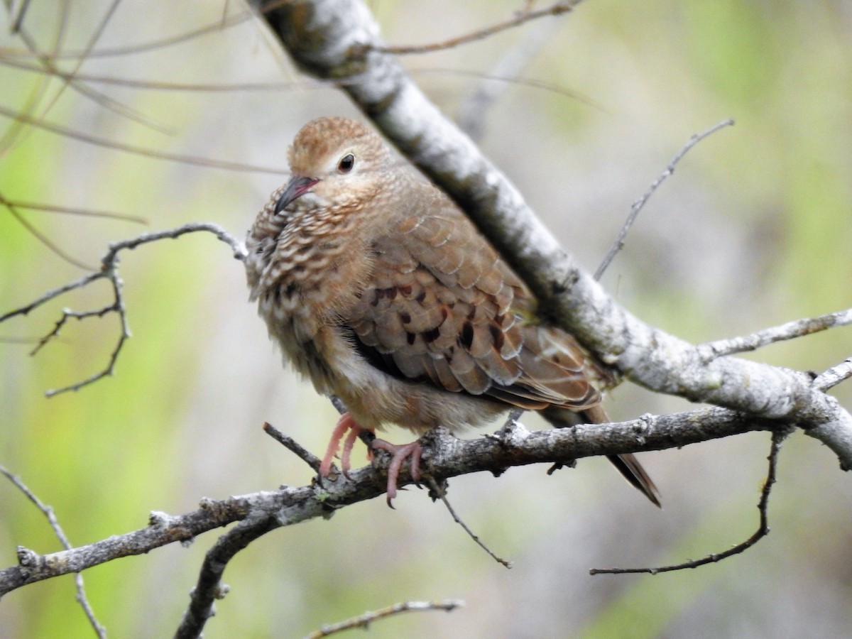 Common Ground Dove - ML549377731