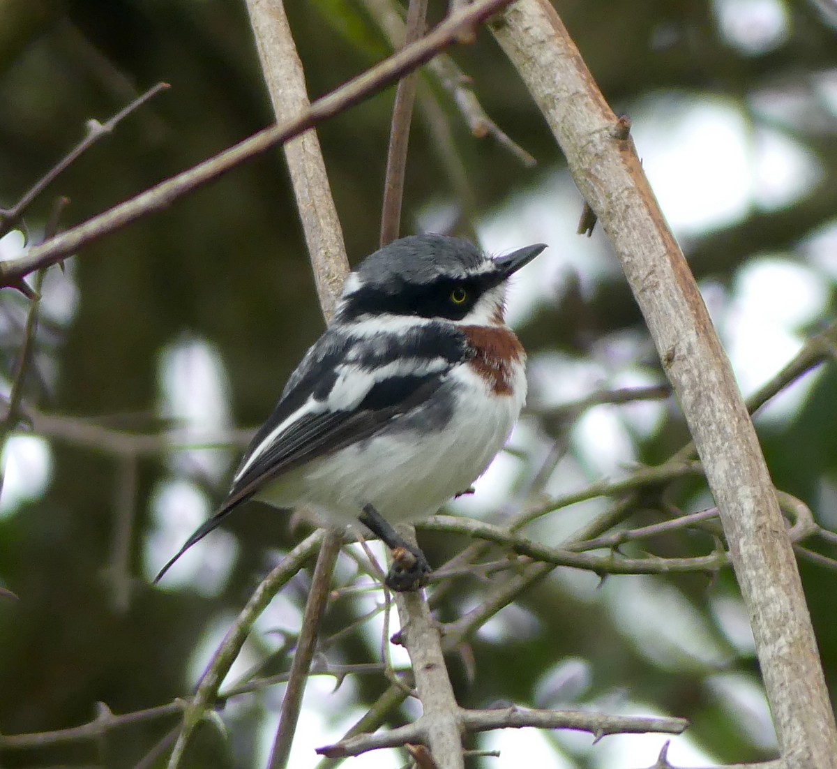 Chinspot Batis - Steve Clark