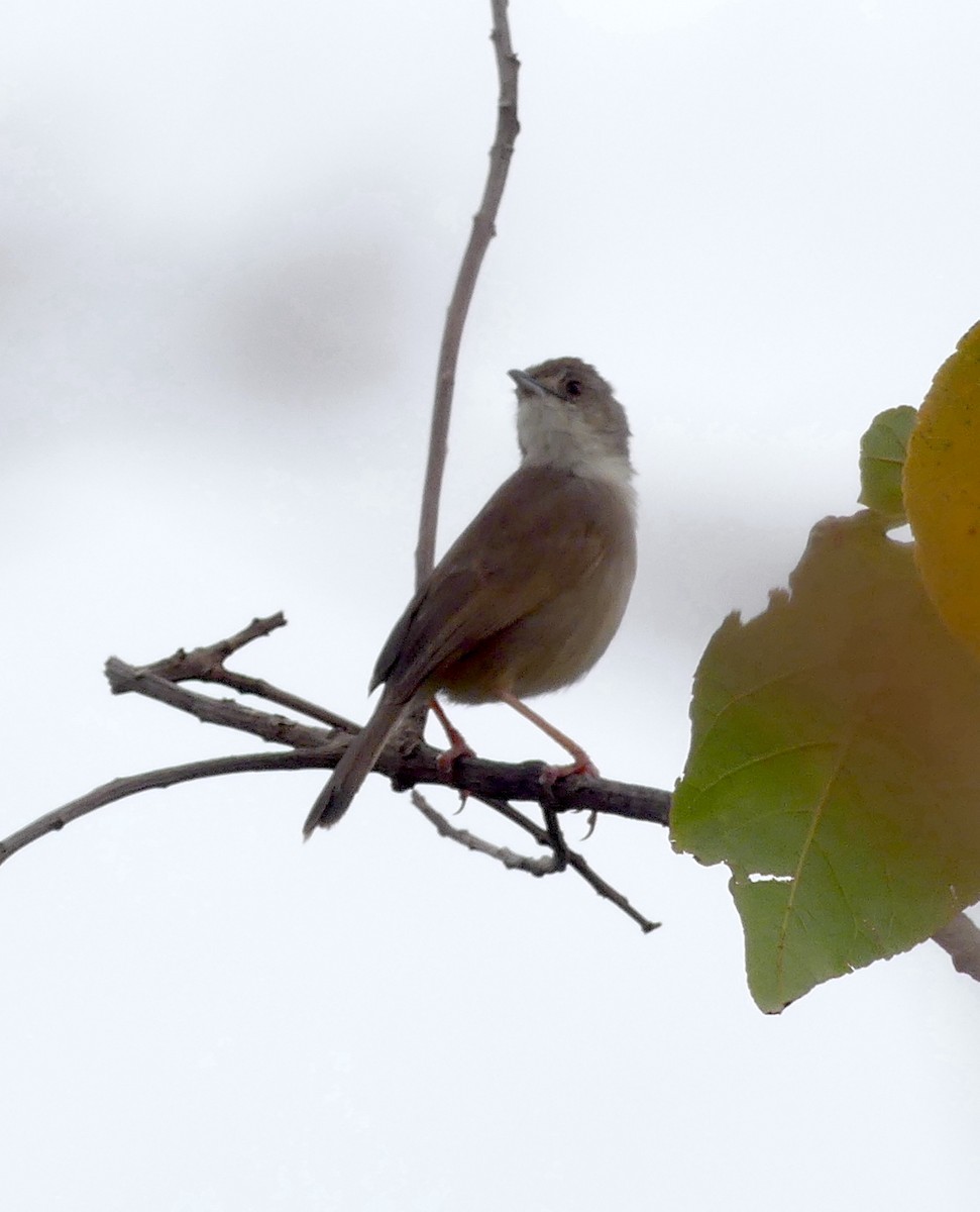 Singing Cisticola - ML549379551