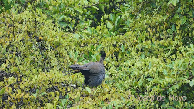 Crested Guan - ML549380611