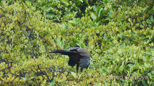 Crested Guan - ML549382661