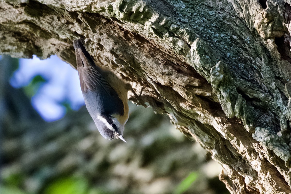 Red-breasted Nuthatch - ML549383171