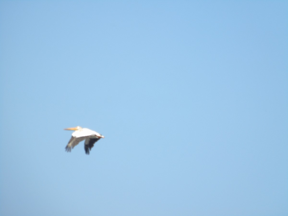 American White Pelican - ML549384141