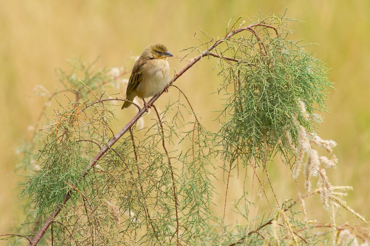 Black-headed Weaver - Frédéric Bacuez