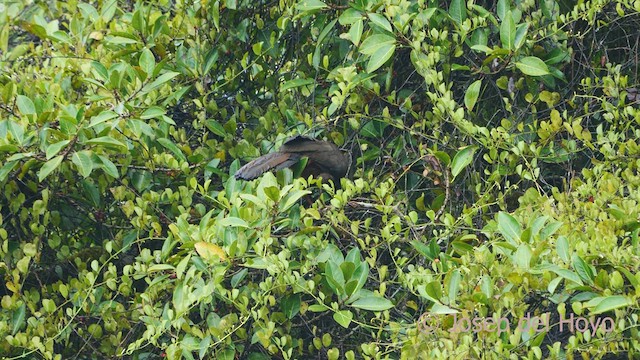 Crested Guan - ML549384491