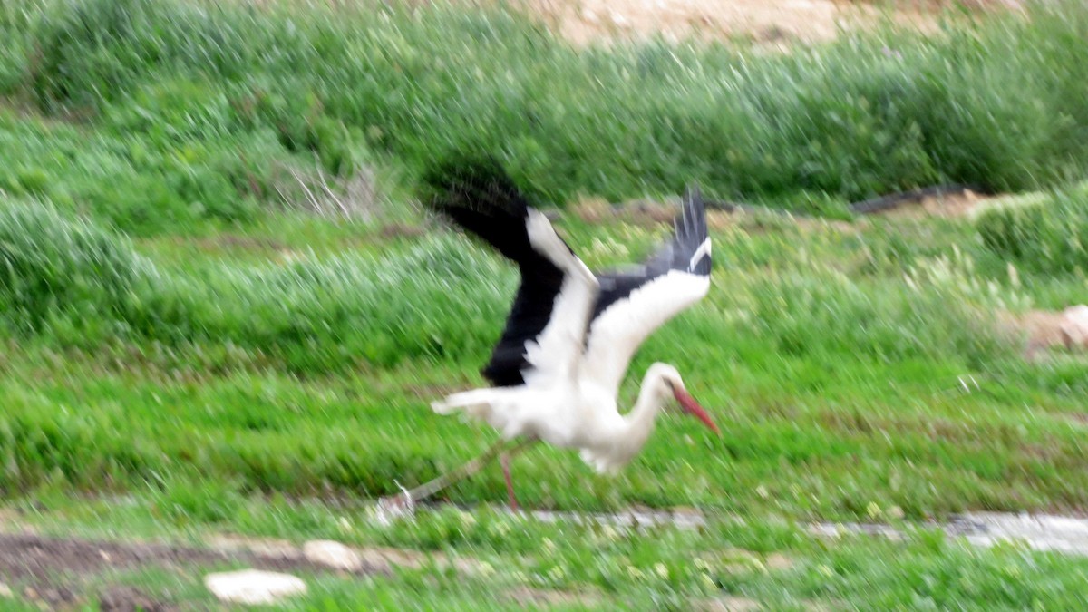 White Stork - ML549384921