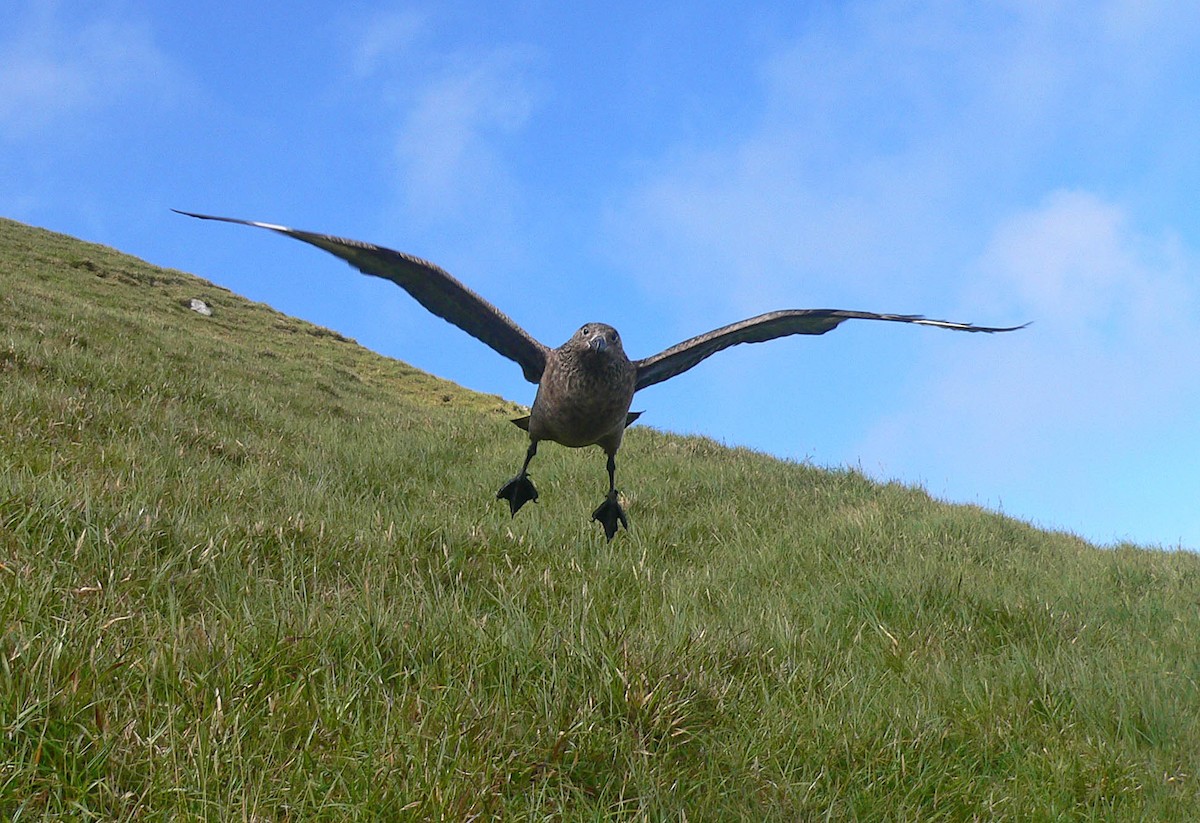 Great Skua - ML549387131