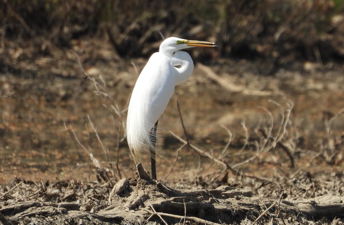 Great Egret - ML549387331