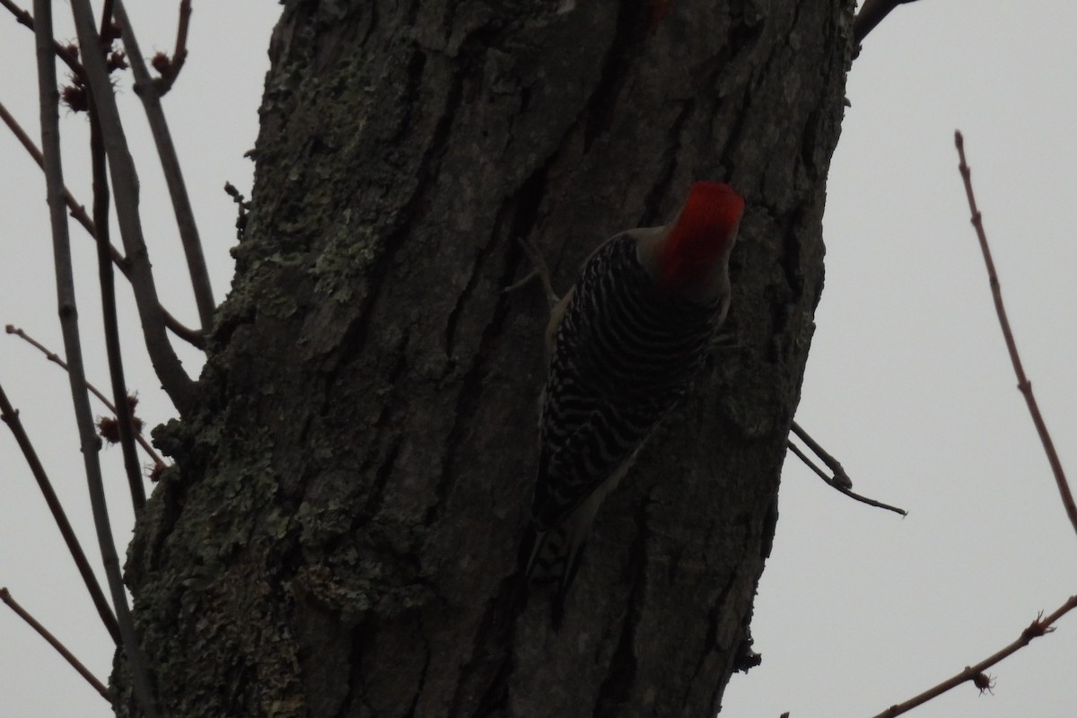 Red-bellied Woodpecker - ML549388051