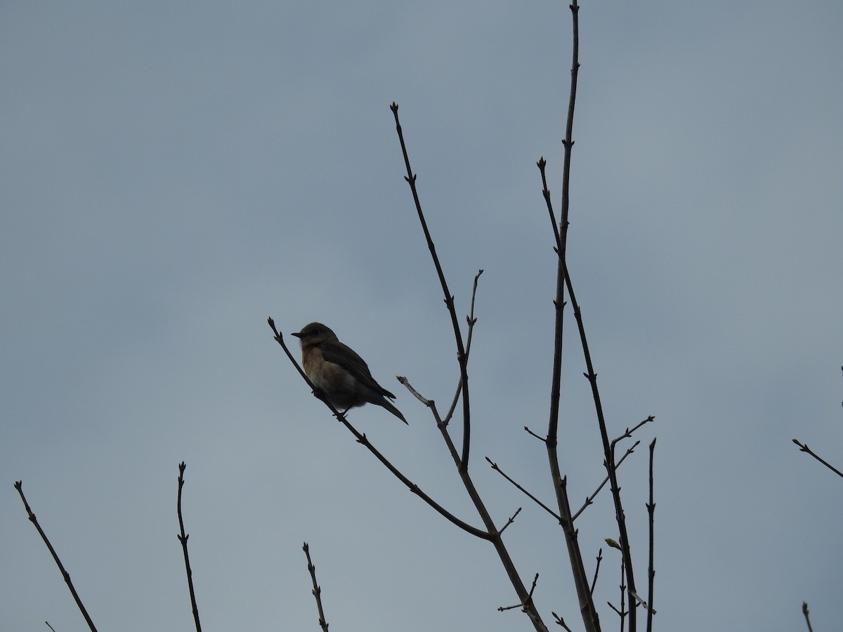 Eastern Bluebird - ML549389811