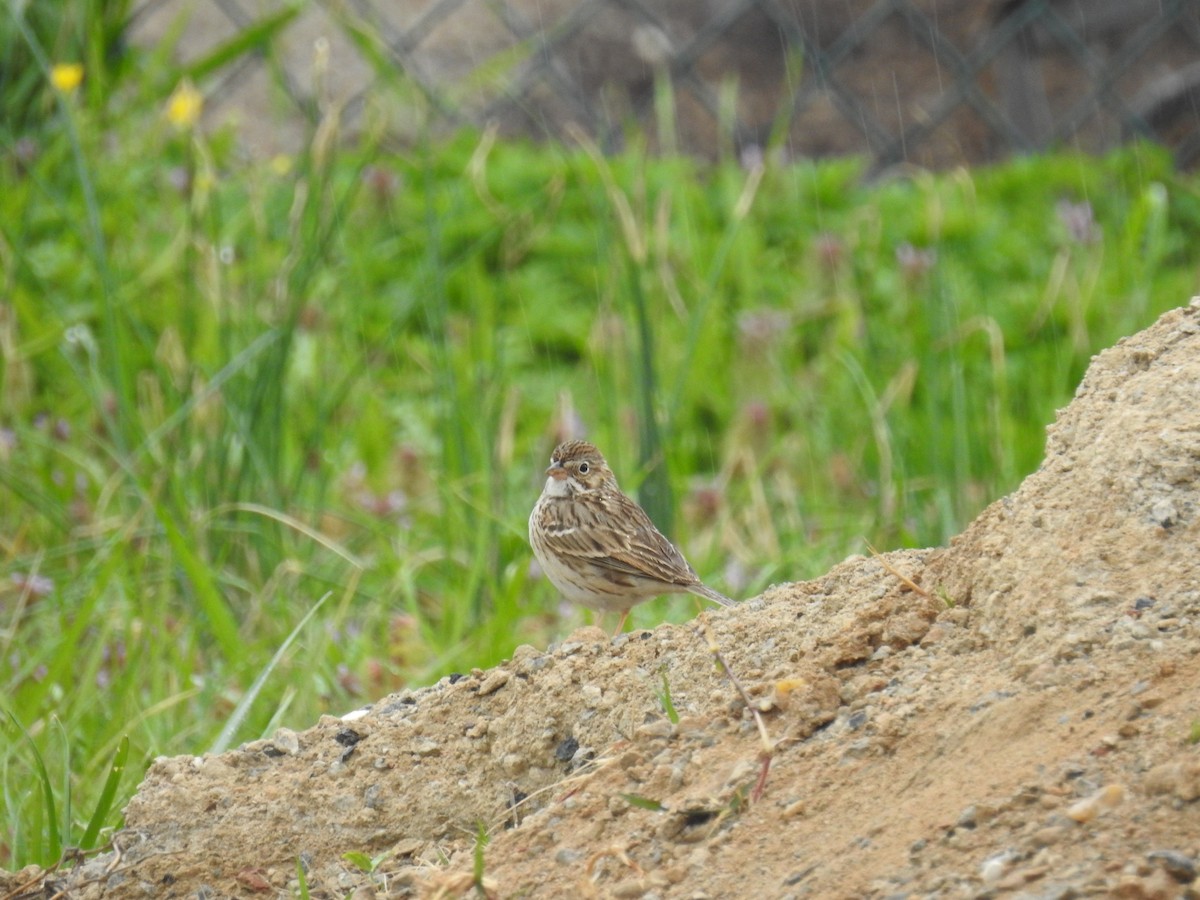 Vesper Sparrow - ML549389851