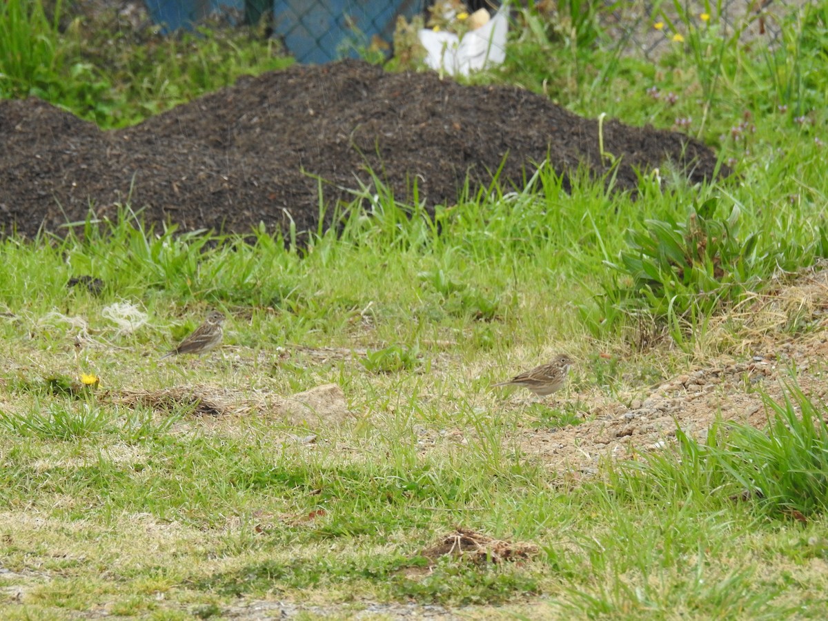 Vesper Sparrow - Bobby O