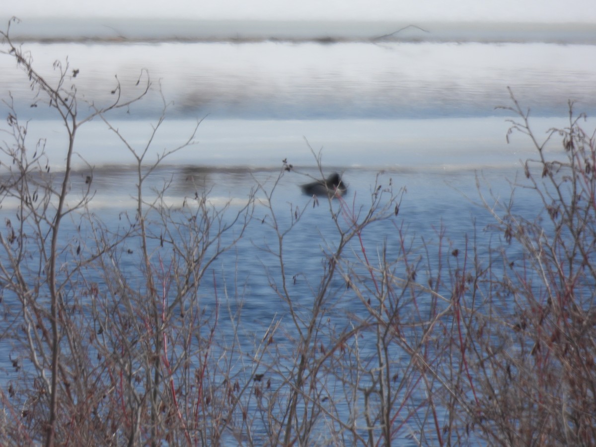 Ring-necked Duck - ML549390111