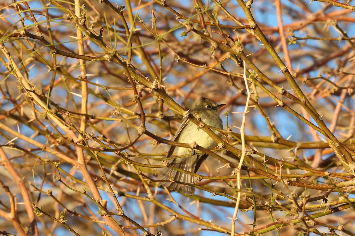 Western Flycatcher (Pacific-slope) - ML549390991