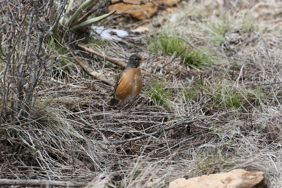 American Robin - Andy Bridges