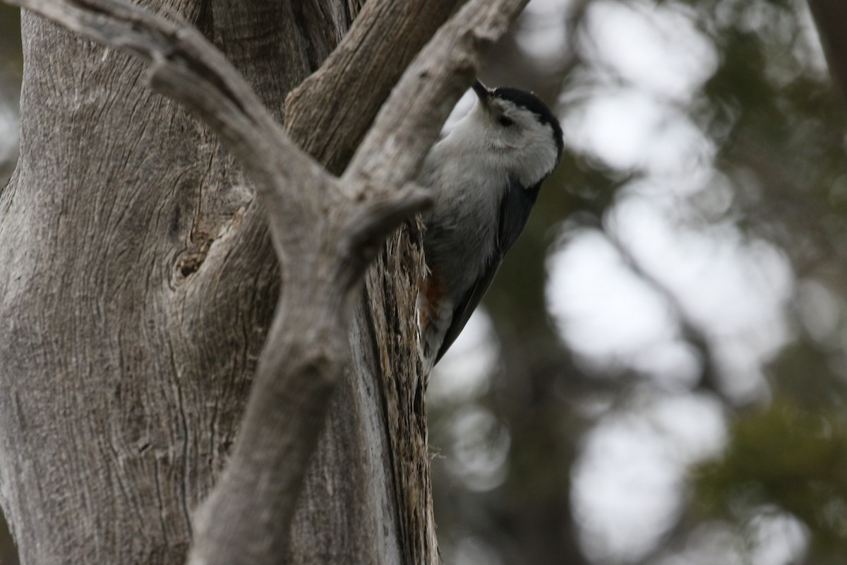 White-breasted Nuthatch - Andy Bridges