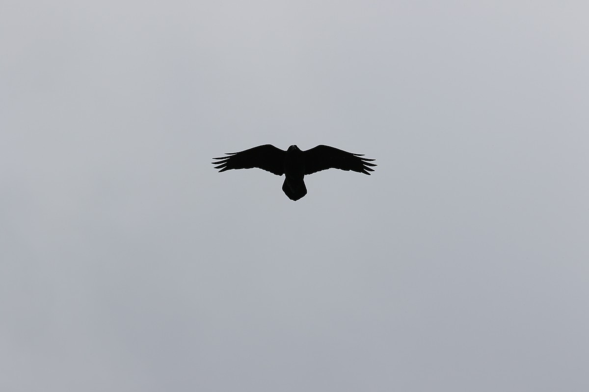 Common Raven - Andy Bridges