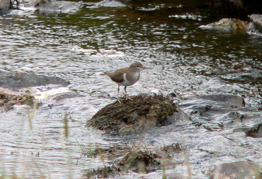 Common Sandpiper - ML549391711