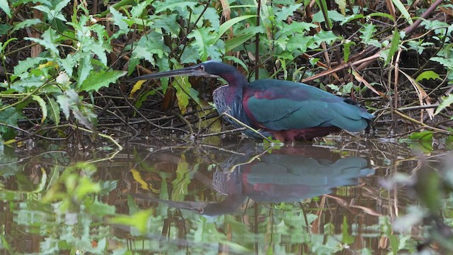 Agami Heron - ML549392071