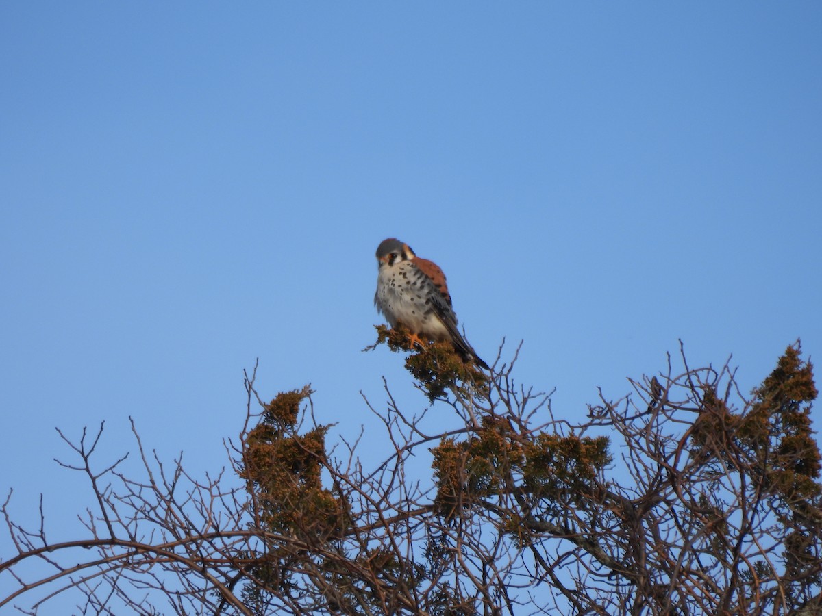 American Kestrel - ML549392081