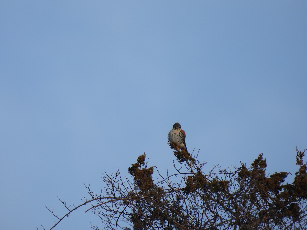 American Kestrel - John Wysocki