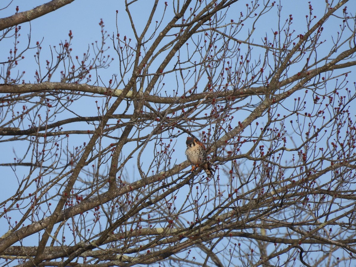 American Kestrel - ML549392111