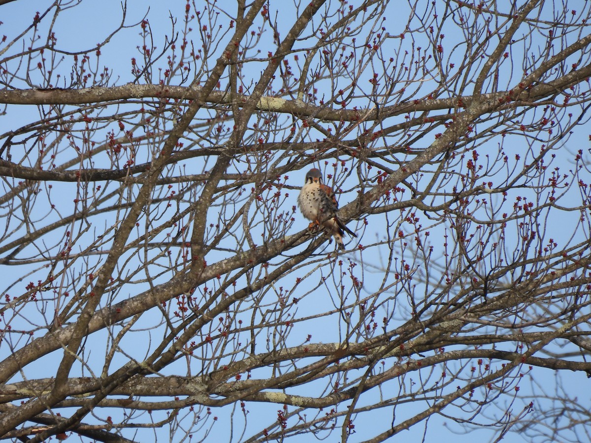 American Kestrel - ML549392121