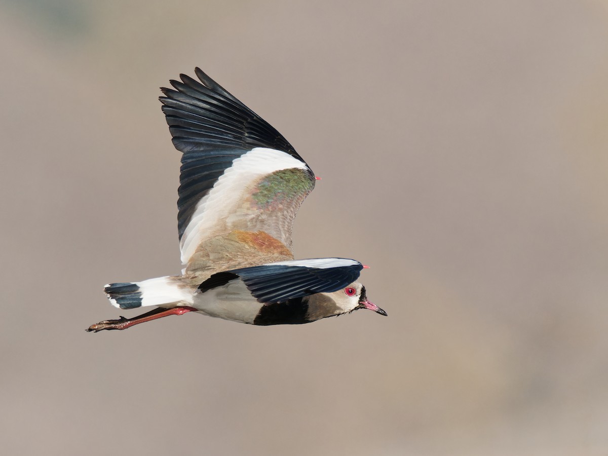 Southern Lapwing - Terry Miller 🦅