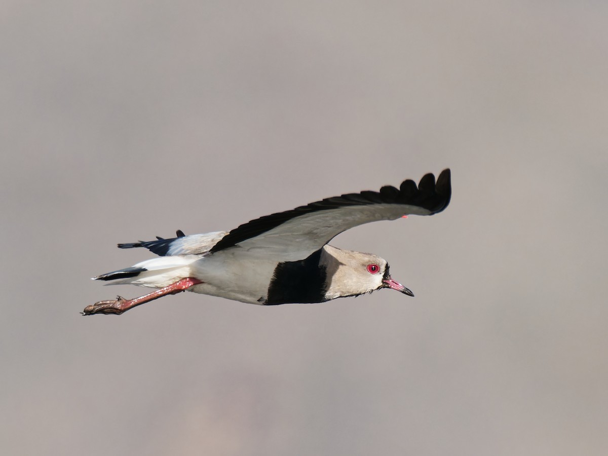 Southern Lapwing - Terry Miller 🦅