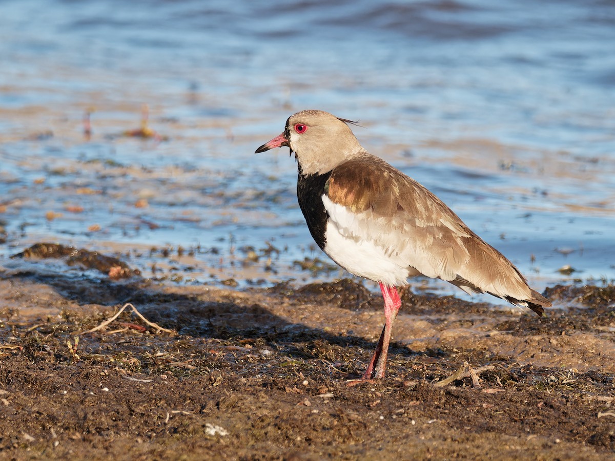 Southern Lapwing - Terry Miller 🦅