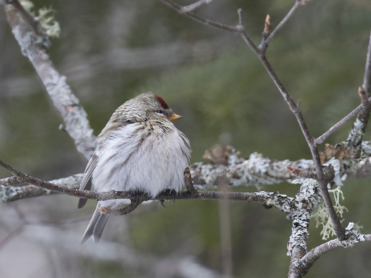 Redpoll (Hoary) - ML549394881