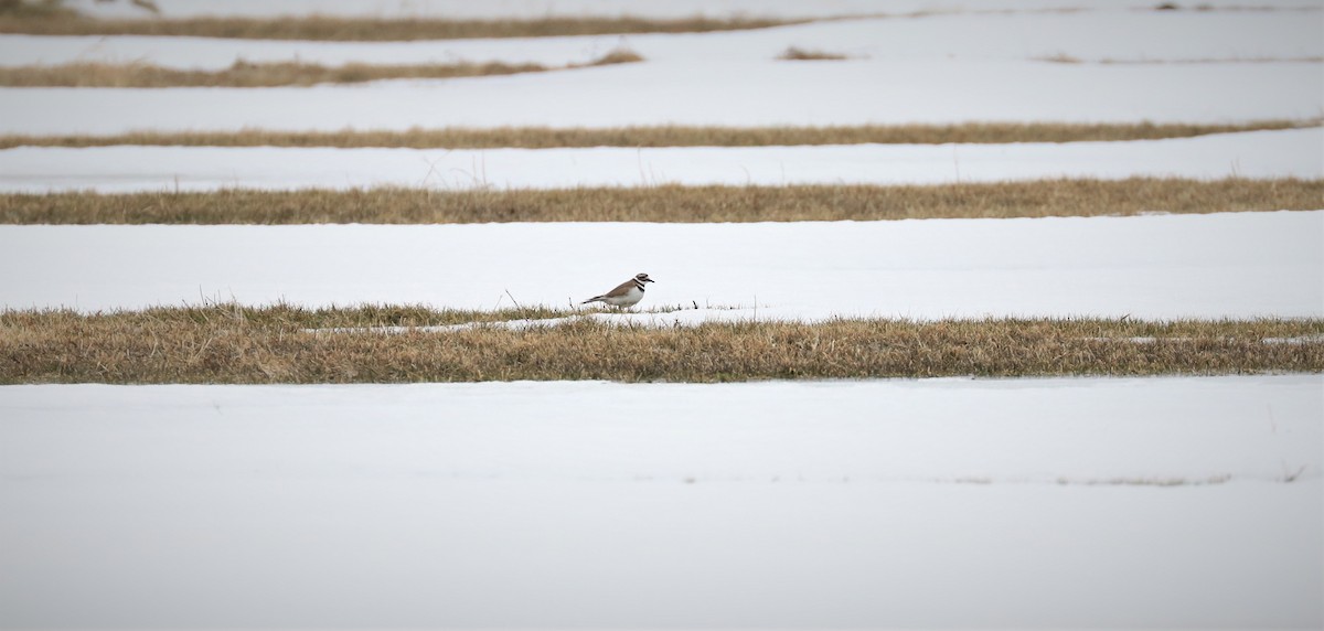 Killdeer - Lynda Noel