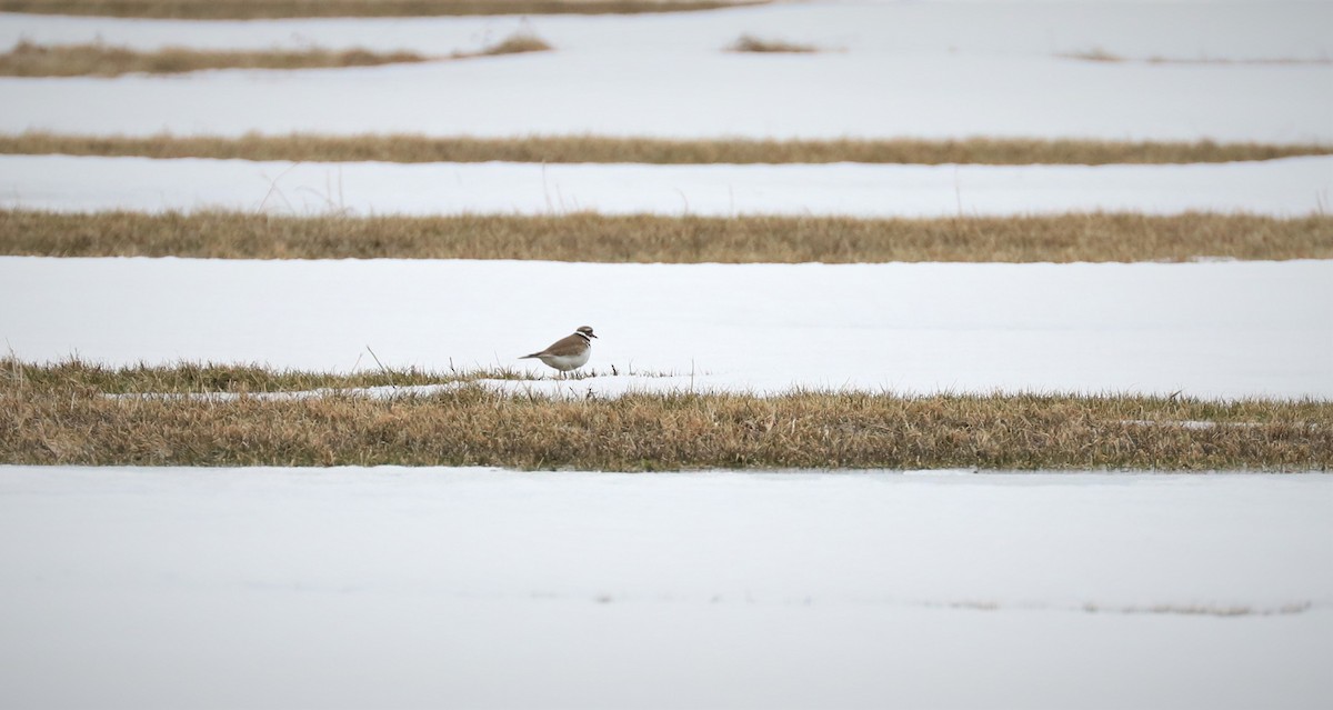 Killdeer - Lynda Noel