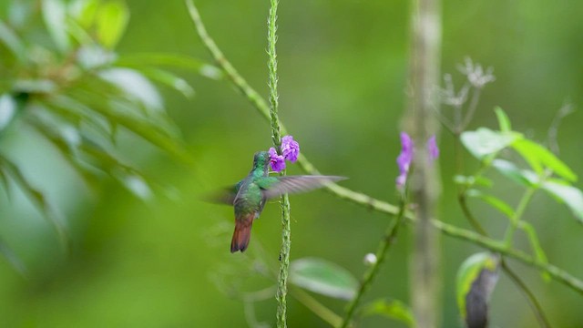 Rufous-tailed Hummingbird - ML549395251