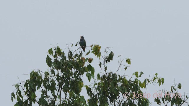 White-crowned Parrot - ML549395481