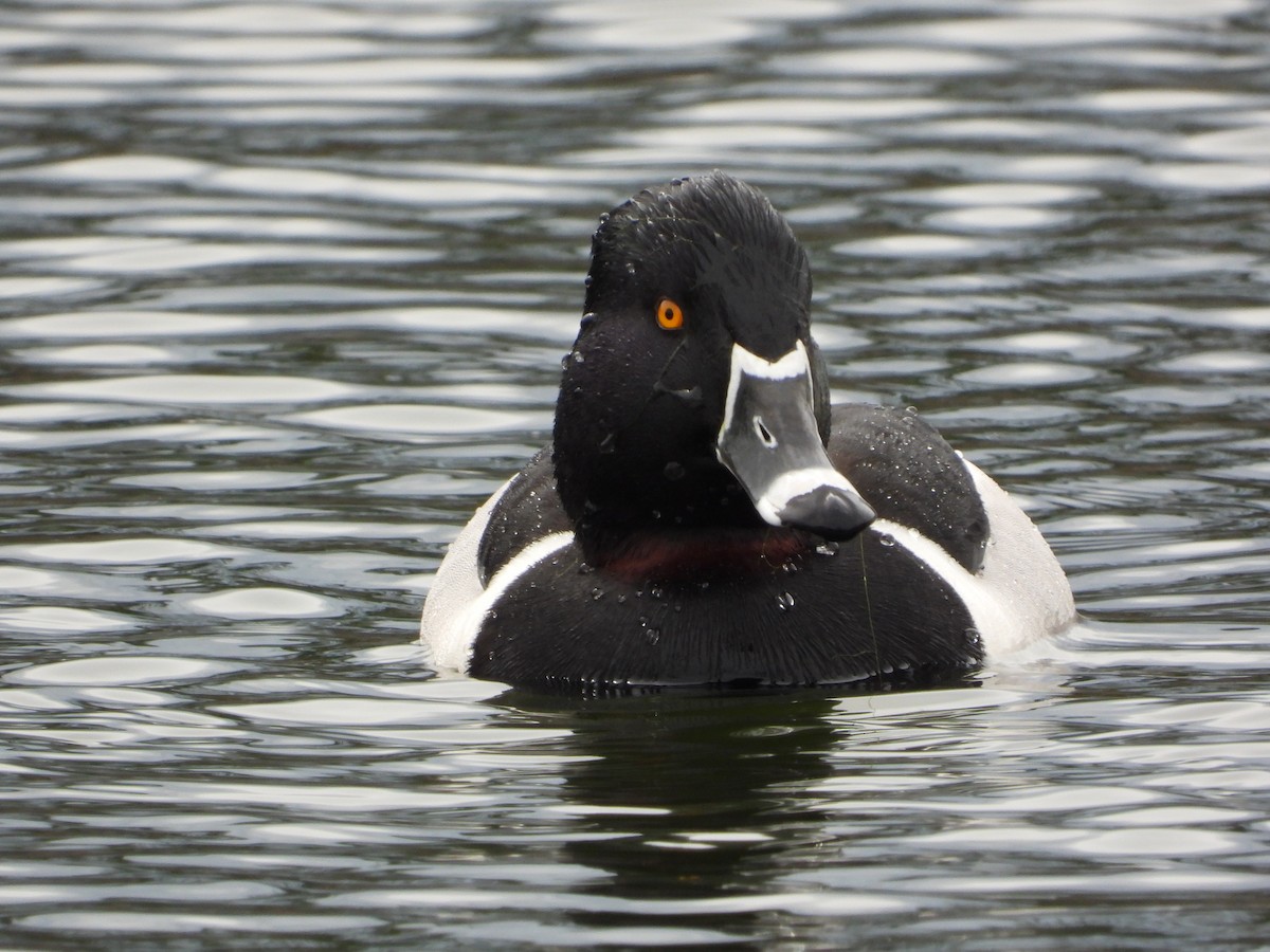 Ring-necked Duck - ML549395591