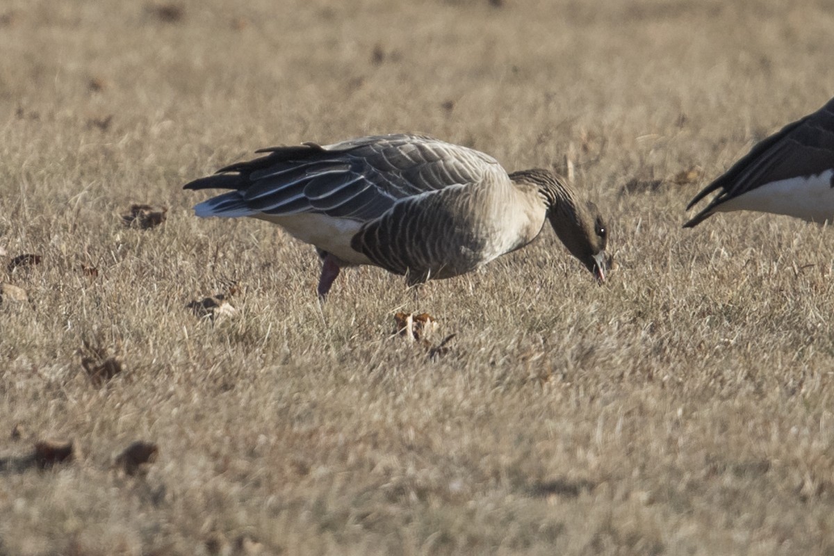 Pink-footed Goose - ML549395981