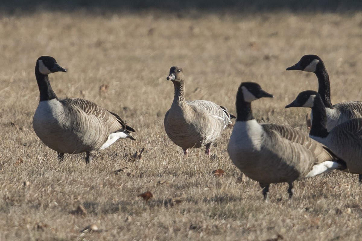 Pink-footed Goose - ML549395991