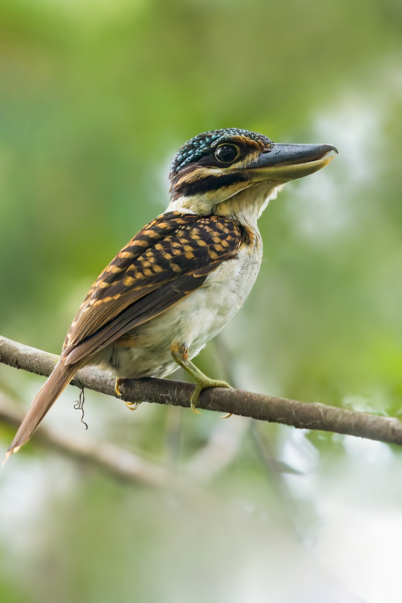 Hook-billed Kingfisher - ML549396081