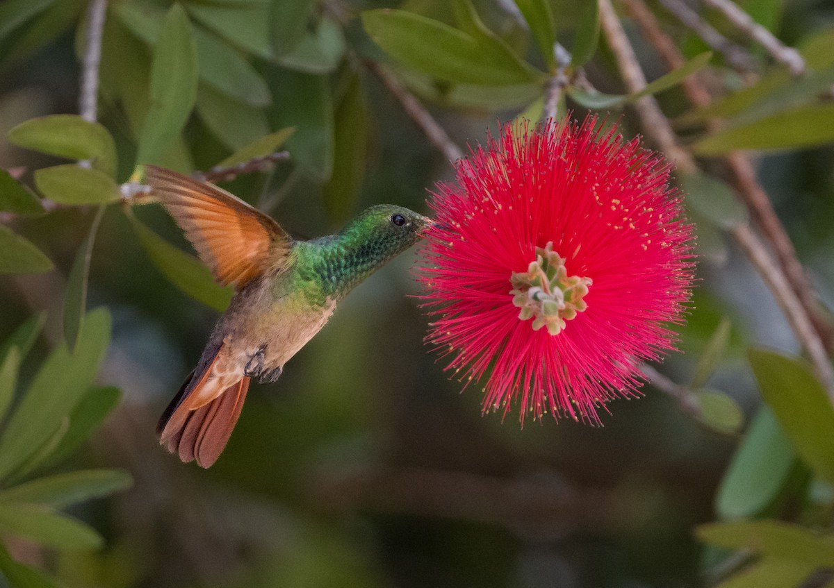 Berylline Hummingbird - John Hoyt