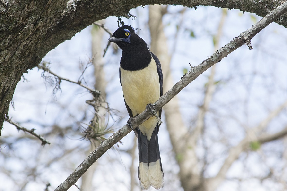 Plush-crested Jay - ML549396811