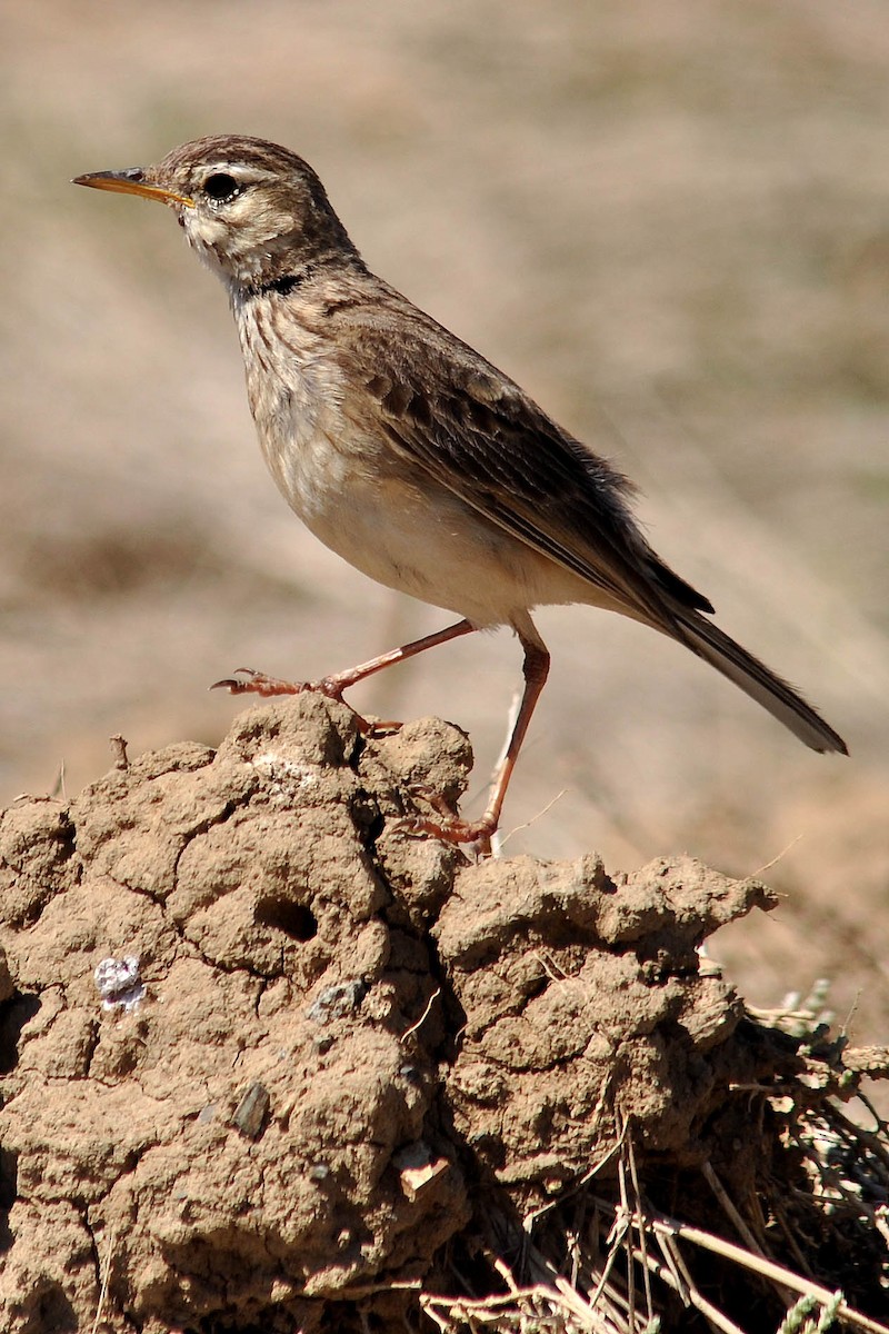 African Pipit - ML549397441