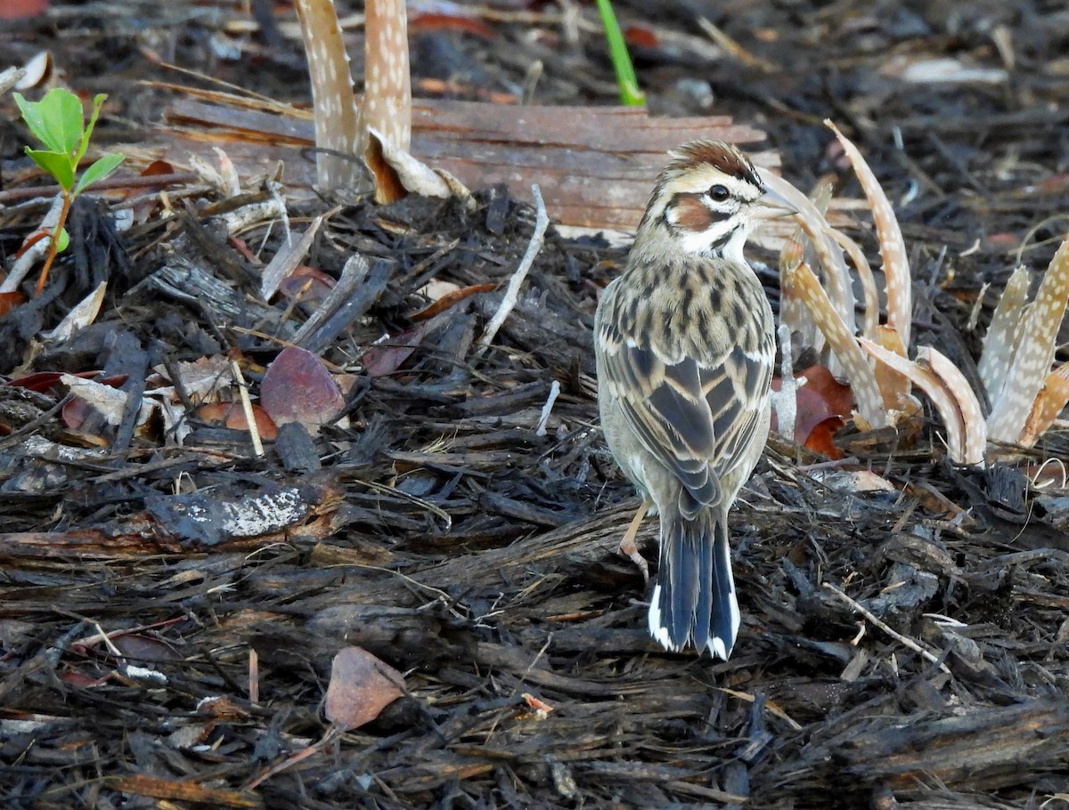 Lark Sparrow - ML549397871