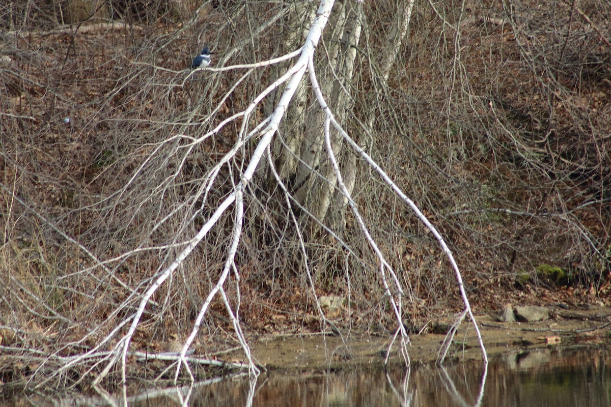 Belted Kingfisher - ML549398161