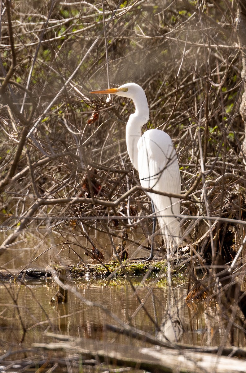 Great Egret - ML549398281