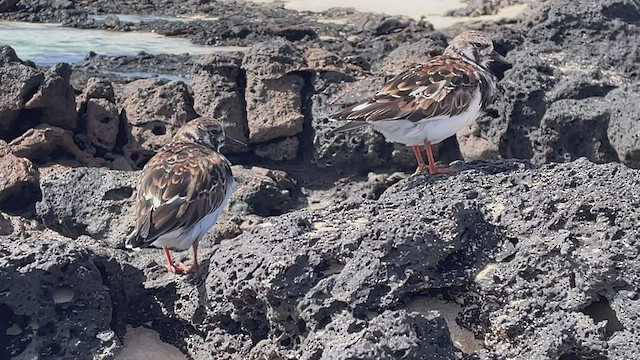 Ruddy Turnstone - ML549399631