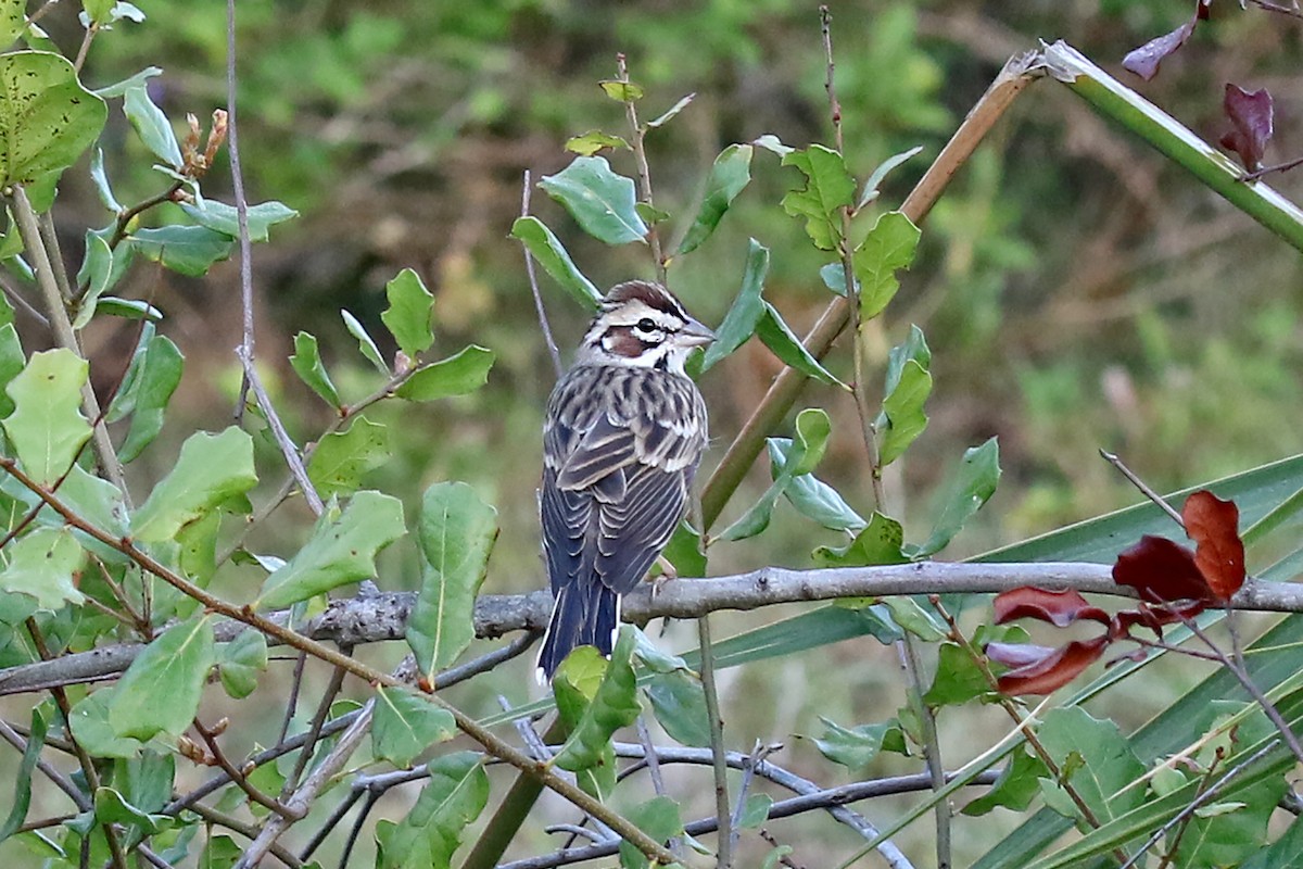 Lark Sparrow - ML549400701