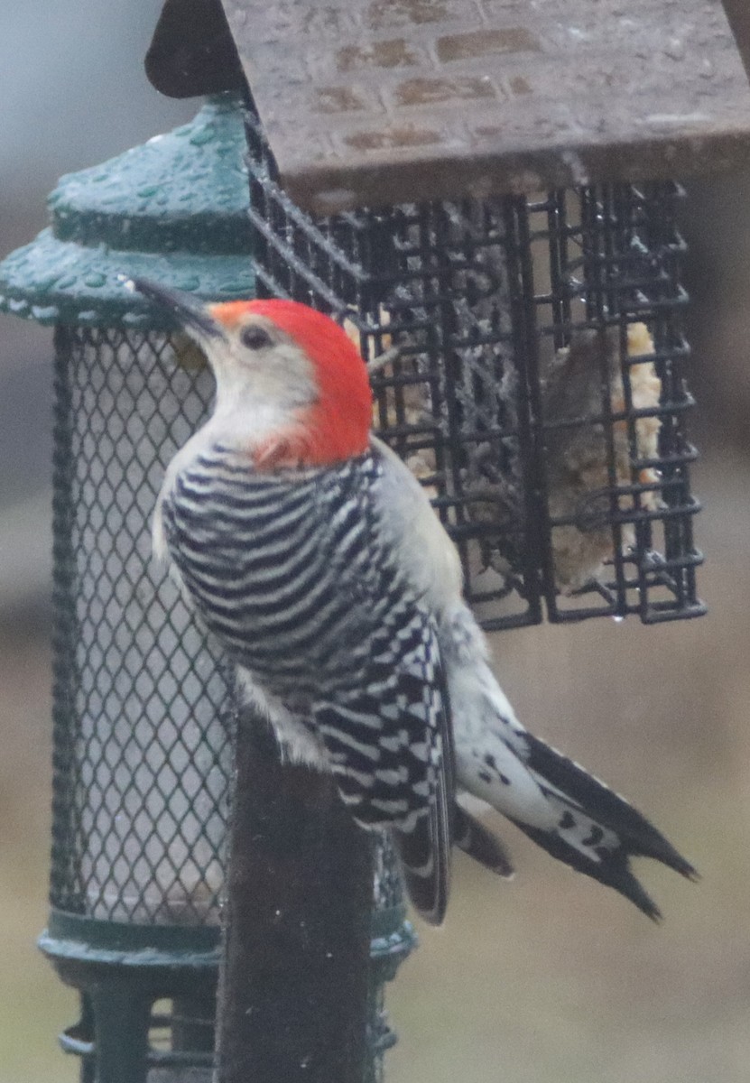 Red-bellied Woodpecker - ML549400781