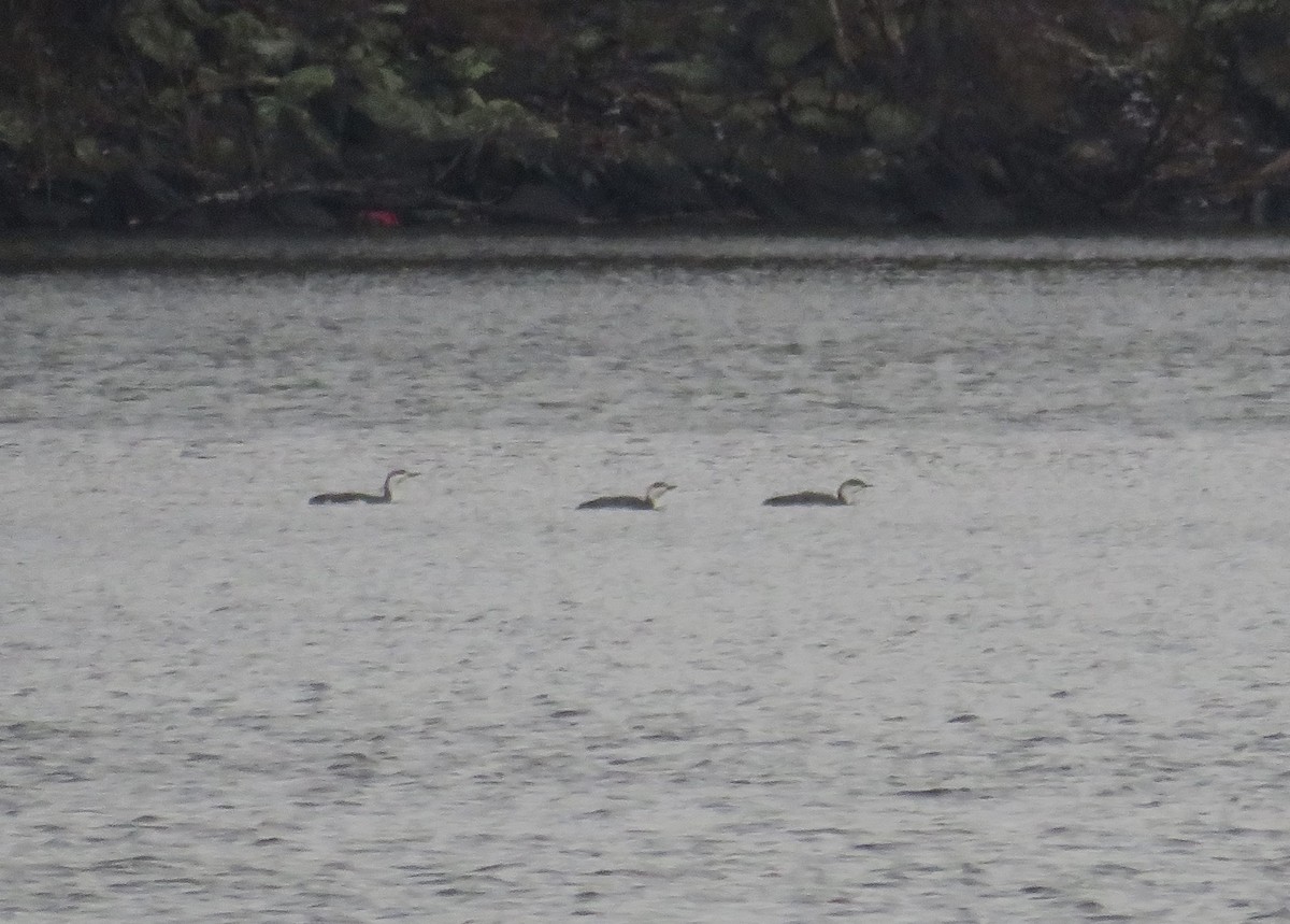 Red-throated Loon - ML549401931