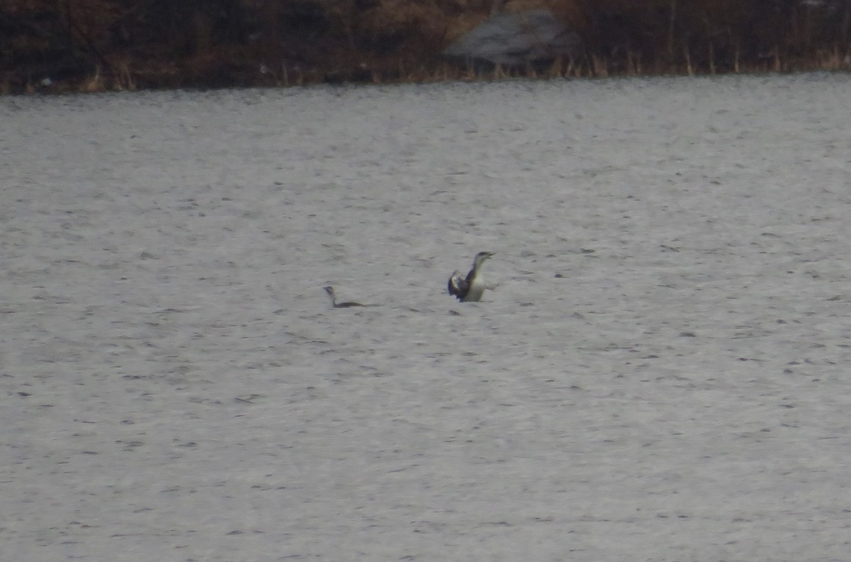 Red-throated Loon - ML549402341